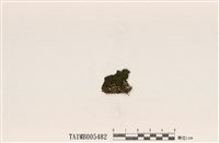 藏品(雲片衣屬)的圖片